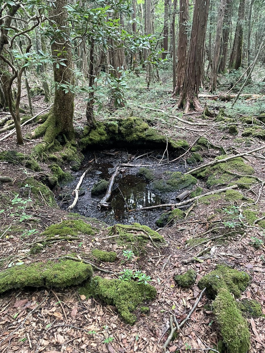 wasuretagano's tweet photo. 今日は健全に遊歩道を散策してたのだ
健全なのだ
交尾しながら死んでるゾウムシだと思ったらちゃんと生きてたのだ
池も見つけたのだ、アメンボとオタマジャクシがいたのだ、どこから来たのだ？コイツら https://t.co/eIkwnDPAIN