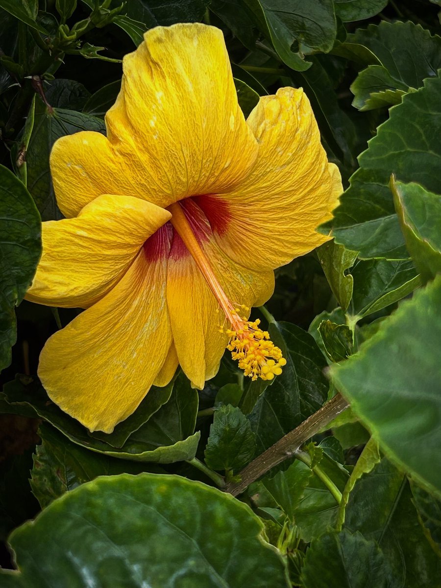 MonalisaDash9's tweet photo. In English, they said: “You are my Yellow!”
But in Hindi, we said:
“Chahe jo tumhe pure dil se, milta hai wo mushkil se.. 
Aisa jo koi kahin hai, bas wo hi sabse haseen hai.”
💛💛💛💛💛
#yellow #flowers #flowerpower #rainyday #outinginrain☔️ https://t.co/naeSIv7ccL