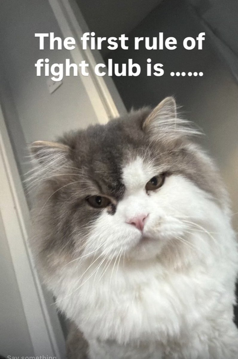 imc74's tweet photo. Grumpy Milo on #Caturday https://t.co/d72peq2Mgc