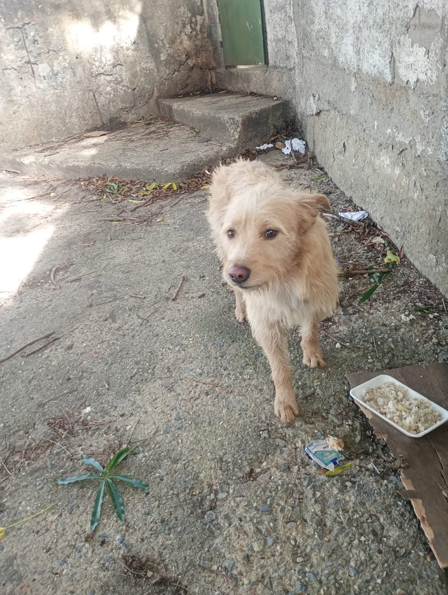 RamsesVazBlanco's tweet photo. Reenviado.Apareció  zona central  23 de enero.   Contacto 0426-4228220.  Se busca a sus dueños .  Favor difundir. Gracias.🐶💔😔🙏🐾🇻🇪 https://t.co/CtwSz0aBr2