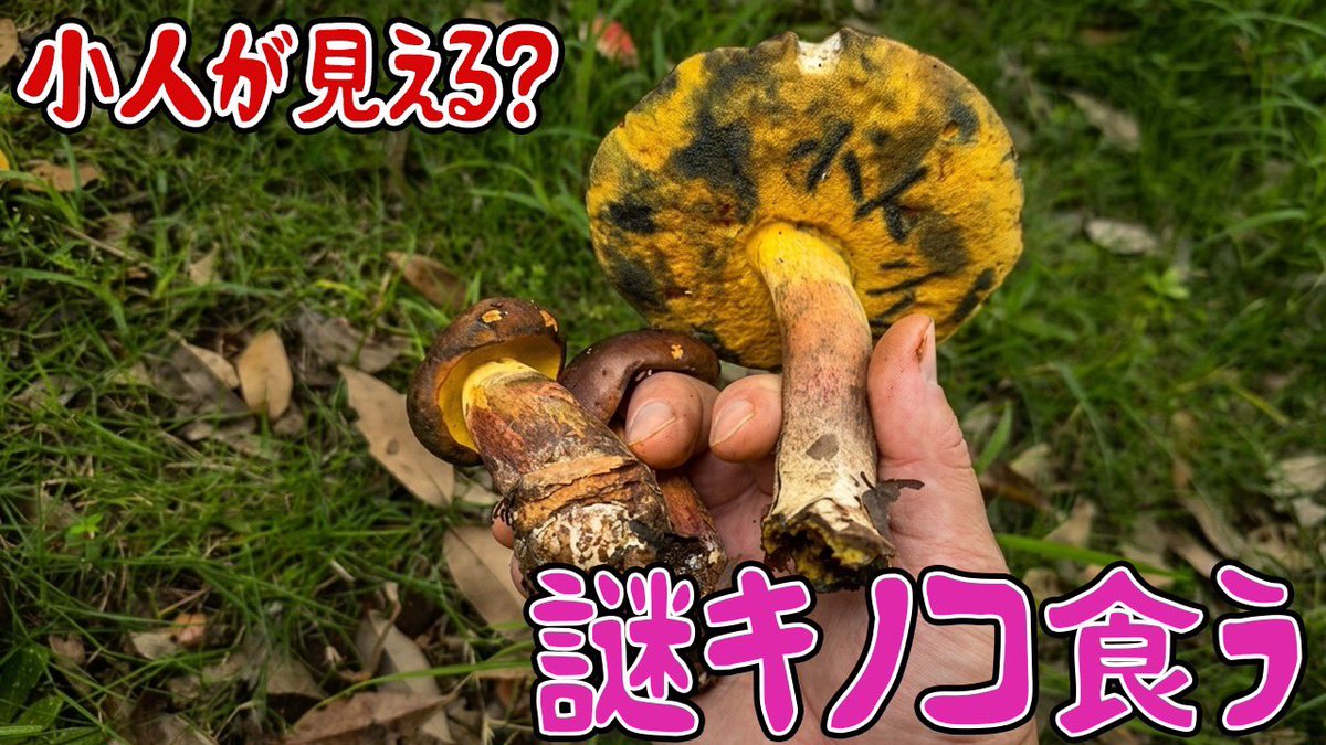 きのこ様 茸本 朗(たけもとあきら) 「野食ハンター茸本朗ch」公開中!! on X