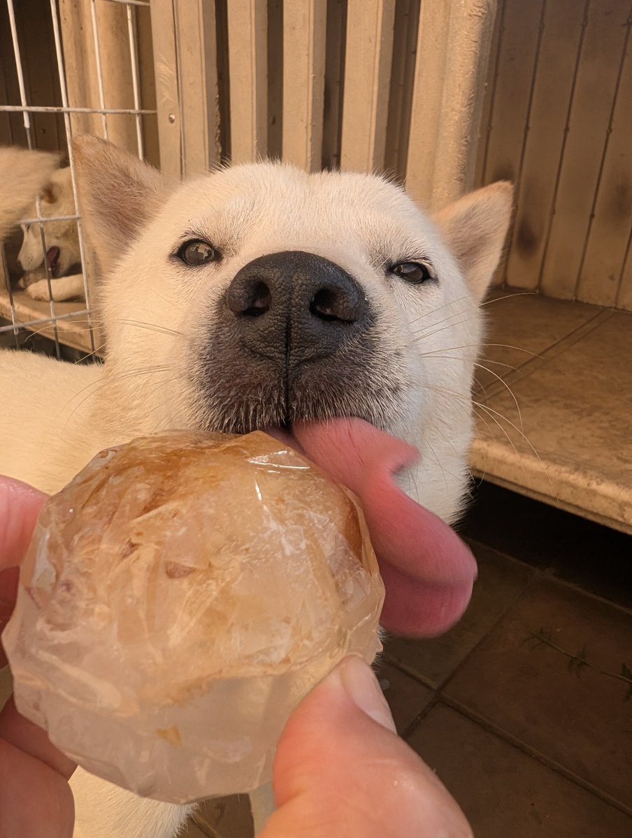 ﾍﾟﾛﾘ👅 #北海道犬