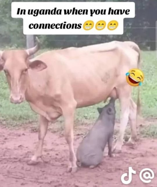 Ayo2xp's tweet photo. All you need to survive in this country, "real connections" https://t.co/QA5SPZSatW