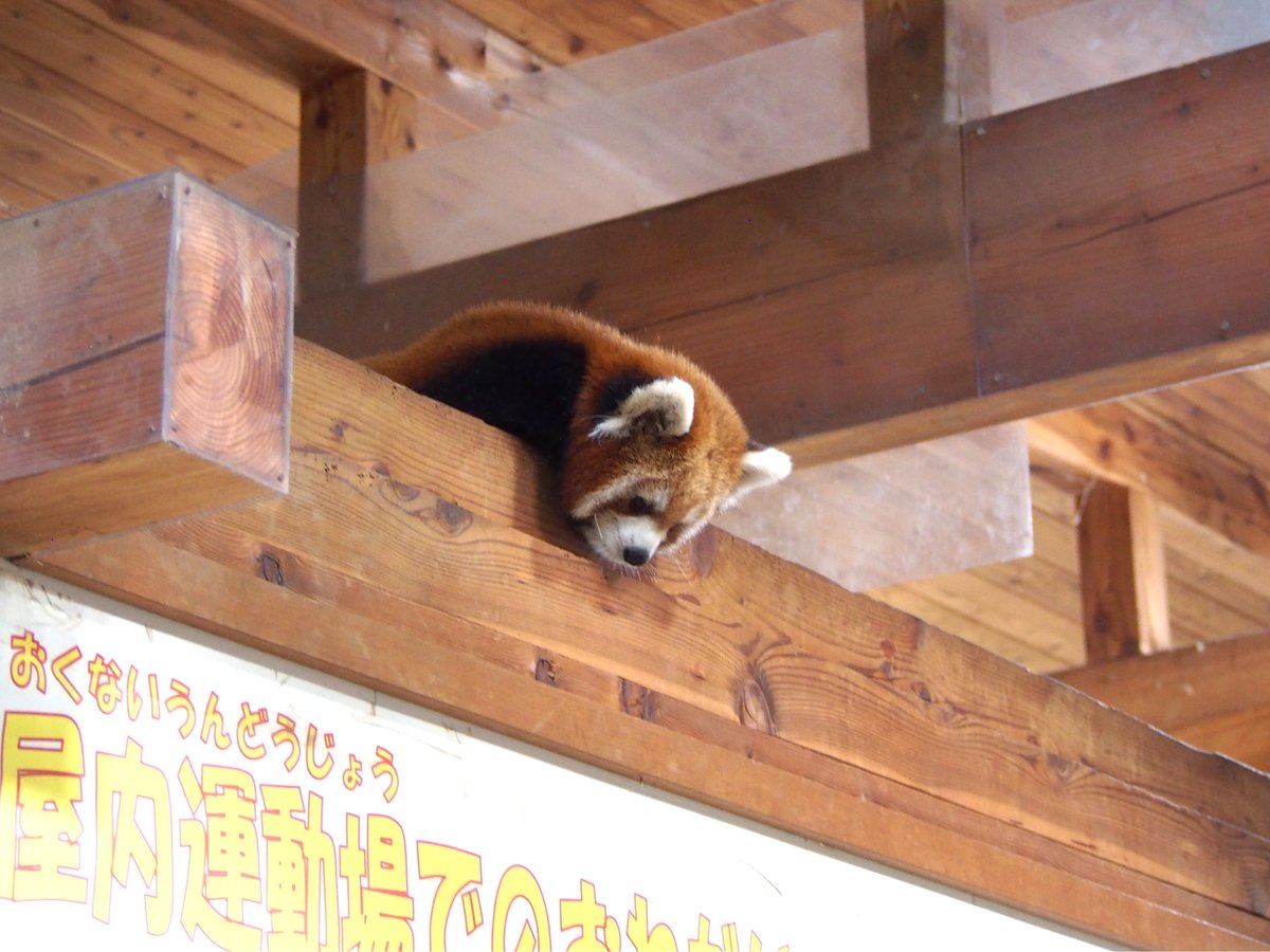 91ailurus's tweet photo. かわいく見えるポーズをわかっていそうなミロくん
#ミロ ＃レッサーパンダ ＃茶臼山動物園 https://t.co/ZKOQfPf3Nf