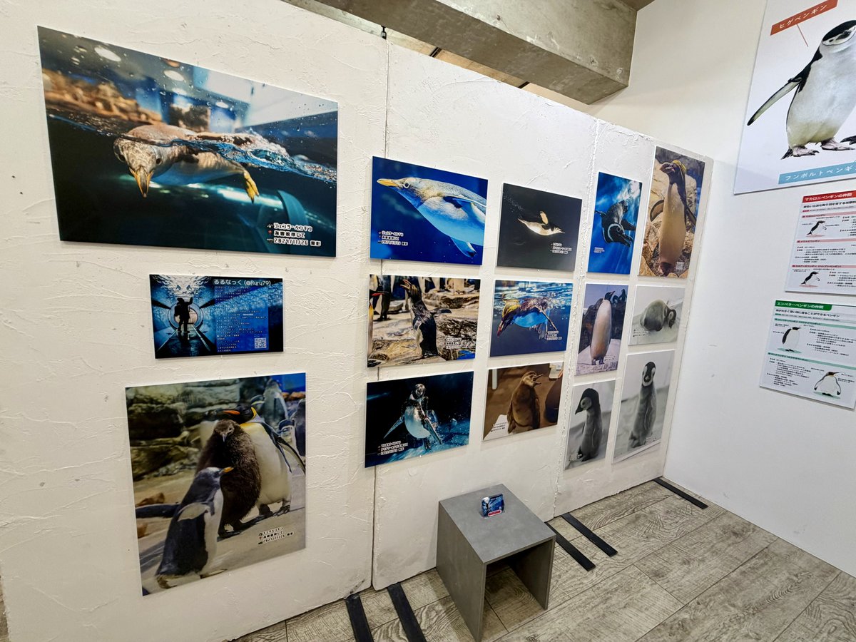 _98pen's tweet photo. ペンぎょ展、ジャックするぼぇぇぇぇ！その②

るるなっくさんのお写真！
相変わらず大迫力ぼぇぇぇ！

 #ペンぎょ展 https://t.co/cbAbRrBIRX