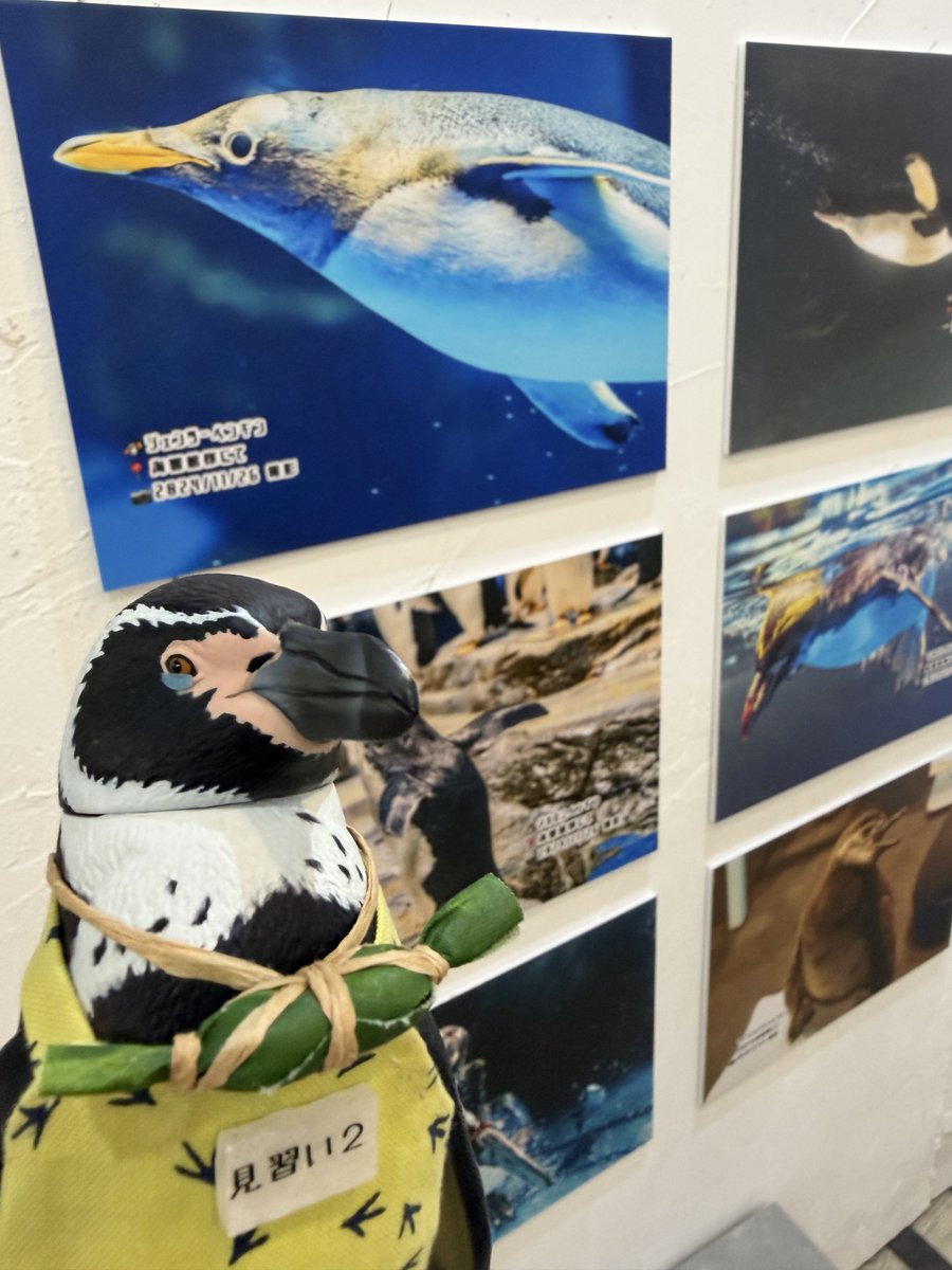 _98pen's tweet photo. ペンぎょ展、ジャックするぼぇぇぇぇ！その②

るるなっくさんのお写真！
相変わらず大迫力ぼぇぇぇ！

 #ペンぎょ展 https://t.co/cbAbRrBIRX