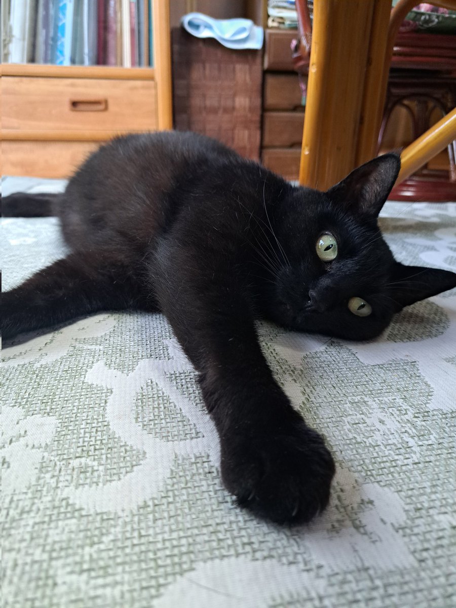 haro0323's tweet photo. #黒猫 https://t.co/xaZzM86suq