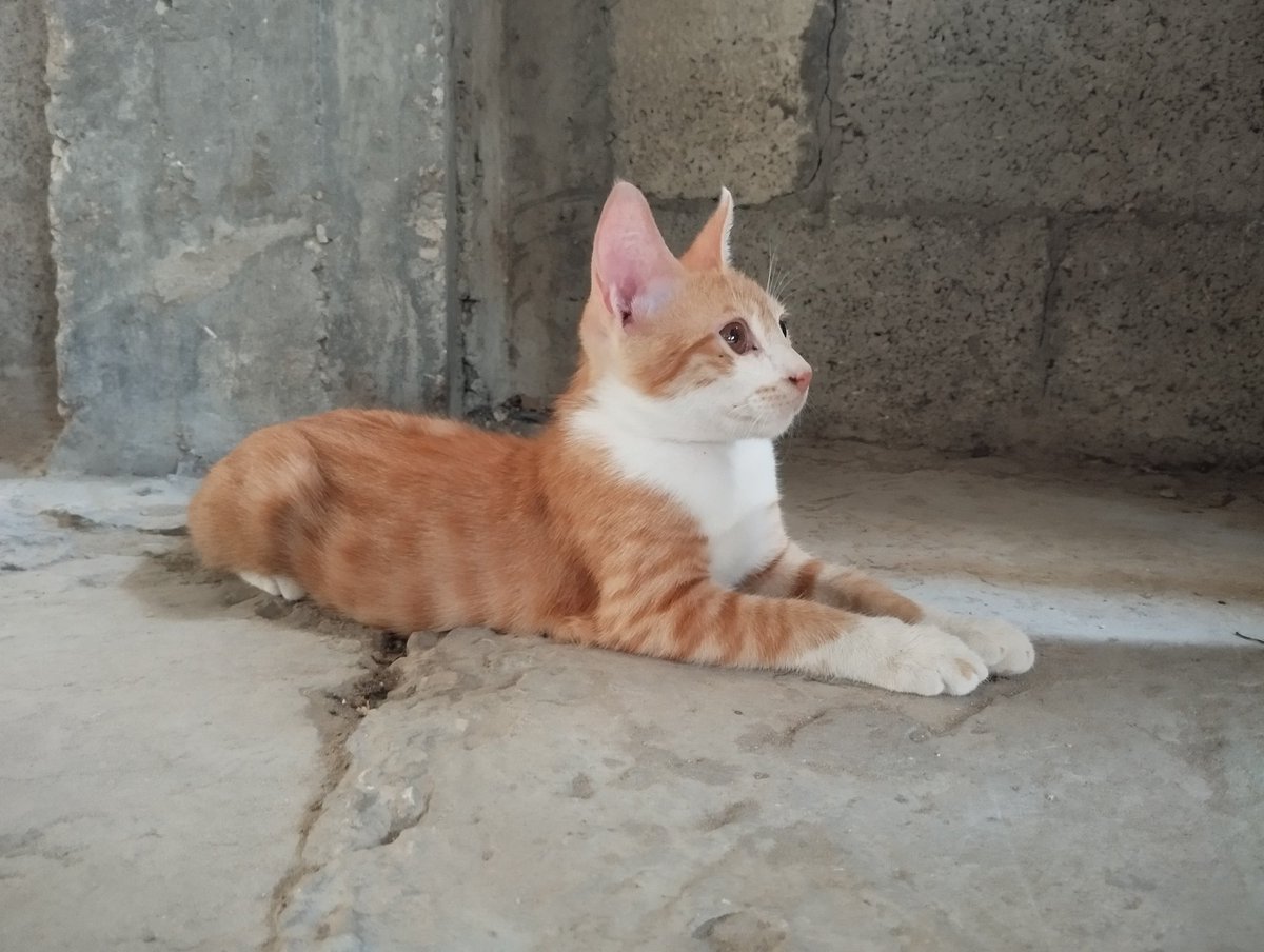 osamamatter1's tweet photo. 🐾 After a warm, gentle bath, Kala sat quietly, enjoying a peaceful moment of relaxation.
She looks so calm and content, as if she's forgotten everything around her and is simply enjoying the warmth and comfort 🐱
Tell me... doesn't Kala look absolutely adorable after her bath? https://t.co/nlsHzyp7XV