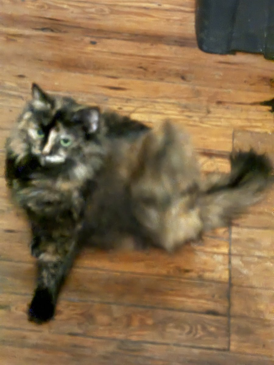 gc_harrell1's tweet photo. Analyst Kitty Hairy briefed Agent (Code Name) WW on intelligence of Arthropoda activity south of base.  The Agent confirmed the activity.  Now: she awaits further instruction concerning the activity… https://t.co/CGYQ81KNJY