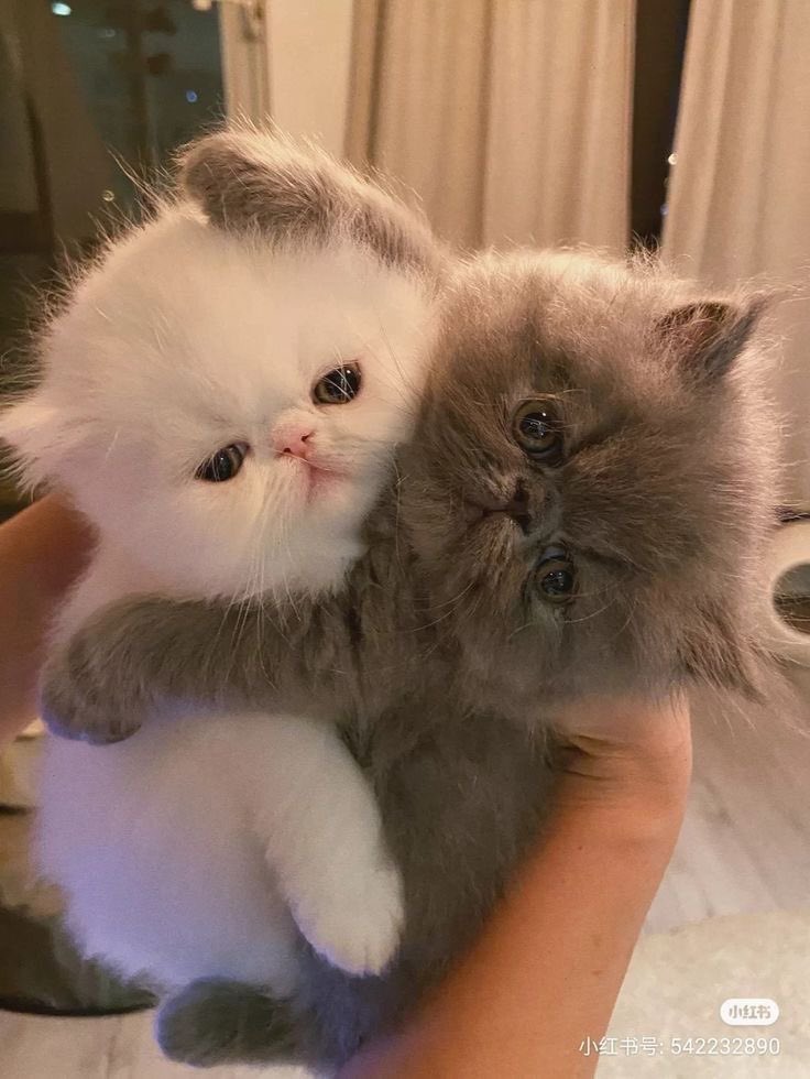 julyyfirst's tweet photo. พี่อินจุนกับน้องเล่อรักกันๆ เป็นพี่น้องก็ต้องรักกัน😸 https://t.co/Kz9WATpPfa