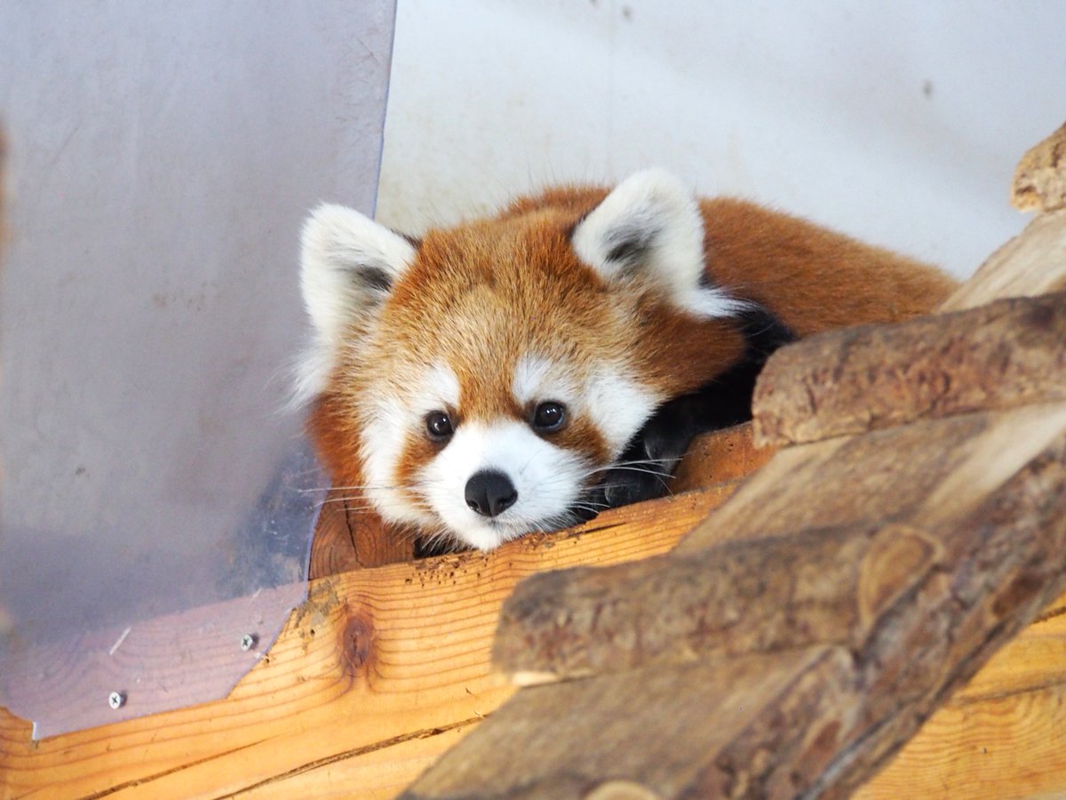 91ailurus's tweet photo. かわいく見えるポーズをわかっていそうなミロくん
#ミロ ＃レッサーパンダ ＃茶臼山動物園 https://t.co/ZKOQfPf3Nf