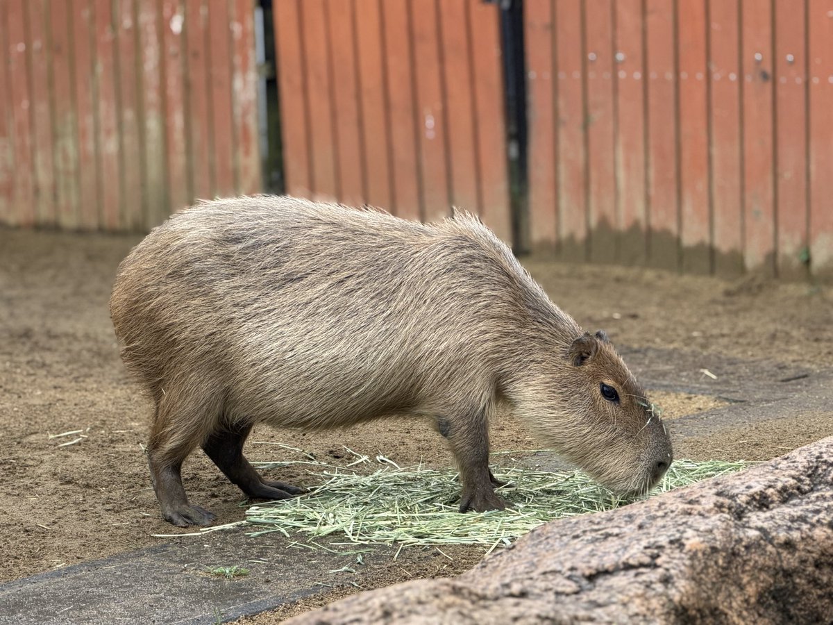 カピバラ：さわれないのよねー 2026.7.5 #仙台市八木山動物公園 #八木