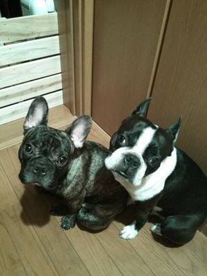 1357Pitto's tweet photo. 先住犬がいた頃のフォト〜♥ https://t.co/uLw1X4CWBW