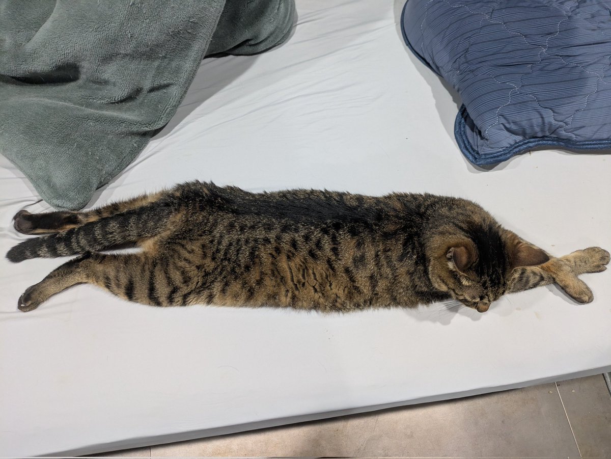 G5Xjx's tweet photo. 相も変わらず変な寝方
 #保護猫  #猫のいる生活 https://t.co/cupbegvFLZ