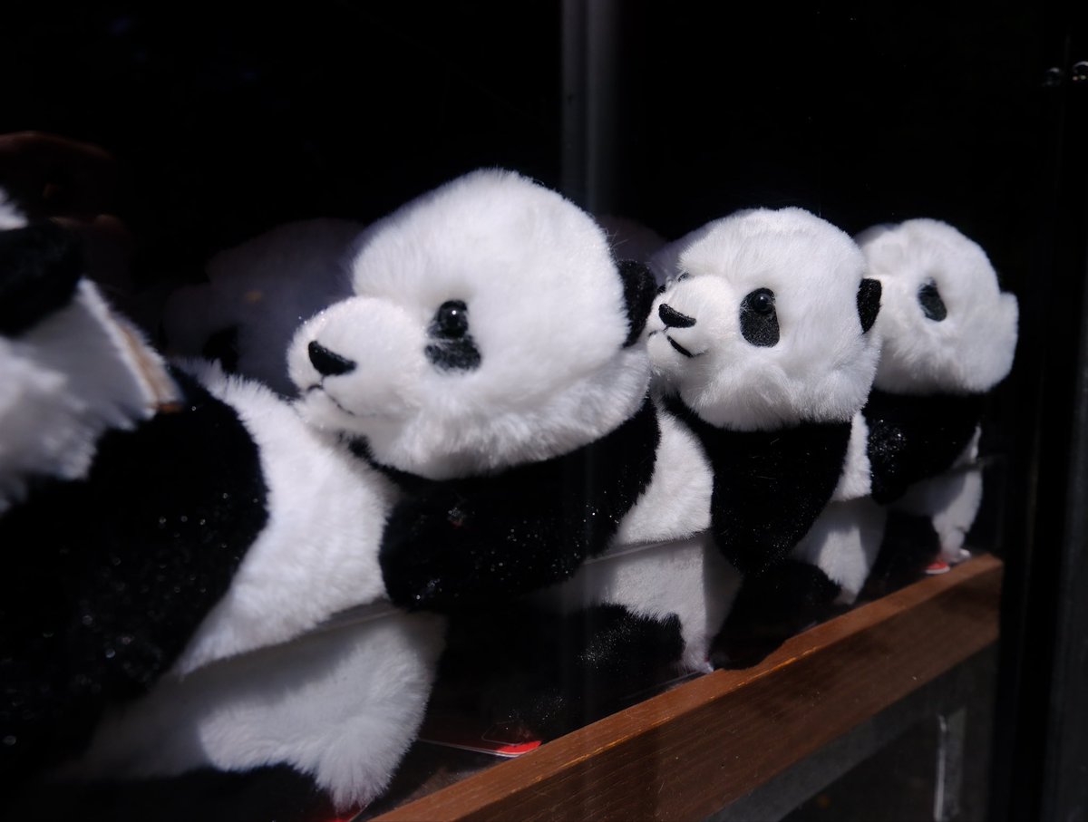 daaapan15's tweet photo. 上野動物園寄せ集め🐼
楽しかった♪
妙な色気ある猫のぬいぐるみを発見笑🐈
マヌルネコらしい🐾 https://t.co/wGIX1LQEtX