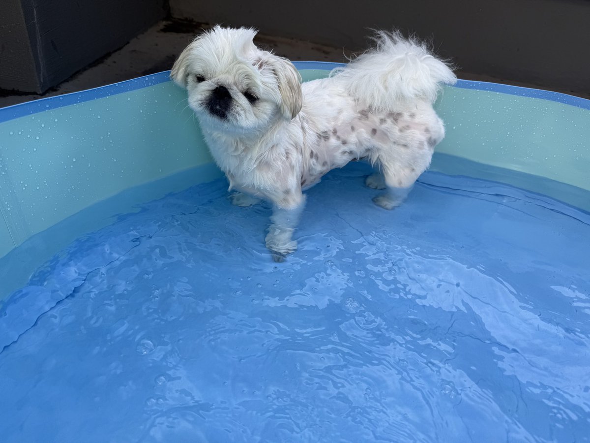 beetotoroegg's tweet photo. ムスメ達と姪っ子と過ごす1日
その③
犬をプールに入れる https://t.co/1AslgGLTgP