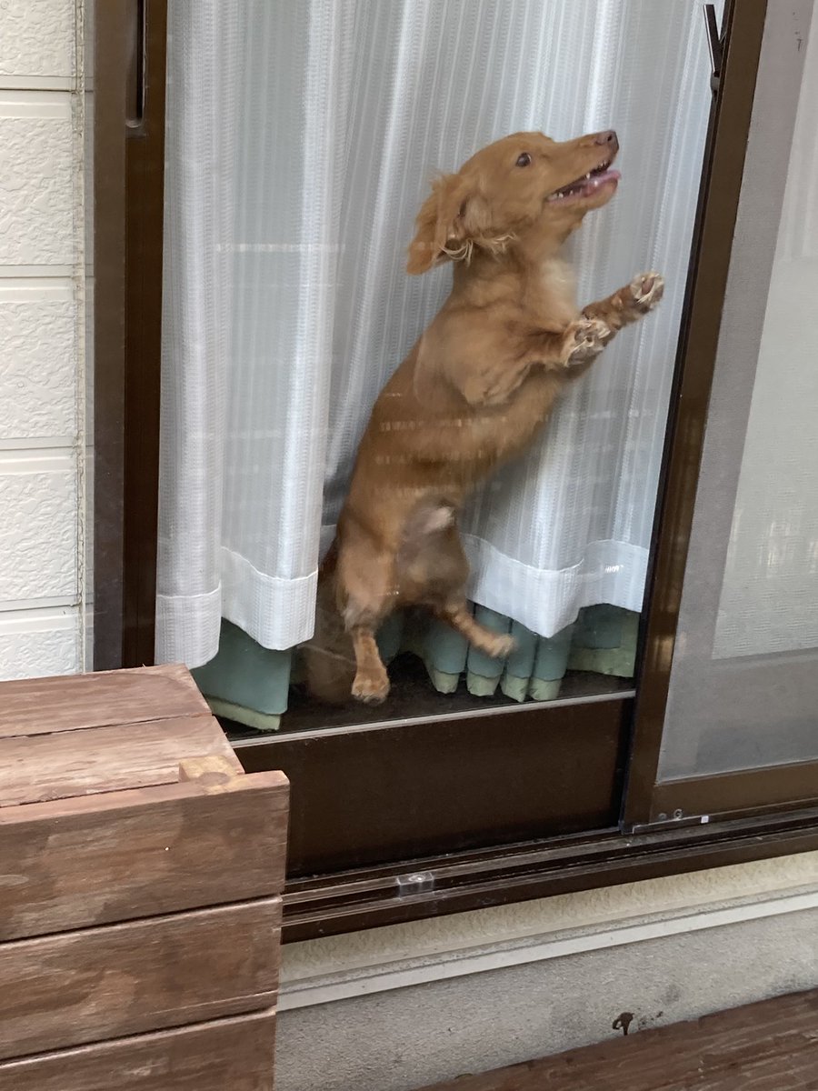 alchemylol's tweet photo. 犬と遊んでギャンブルした１日 https://t.co/8MdezDEKFm