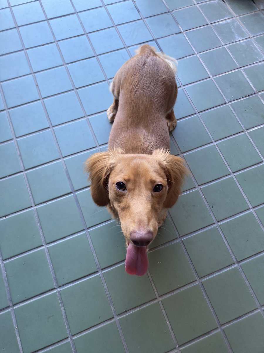 alchemylol's tweet photo. 犬と遊んでギャンブルした１日 https://t.co/8MdezDEKFm