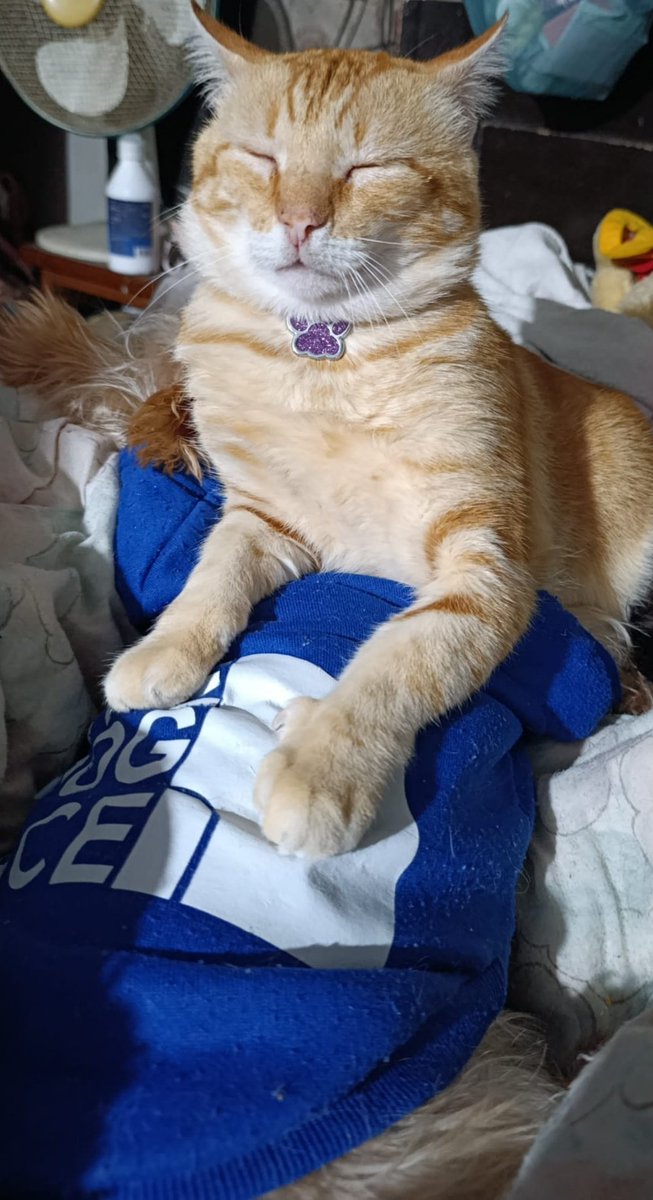 K_Winnie_'s tweet photo. Este es Simba siendo Simba gatote que impresiona y es más grande que los dos niños https://t.co/ZUsrv7TvaJ