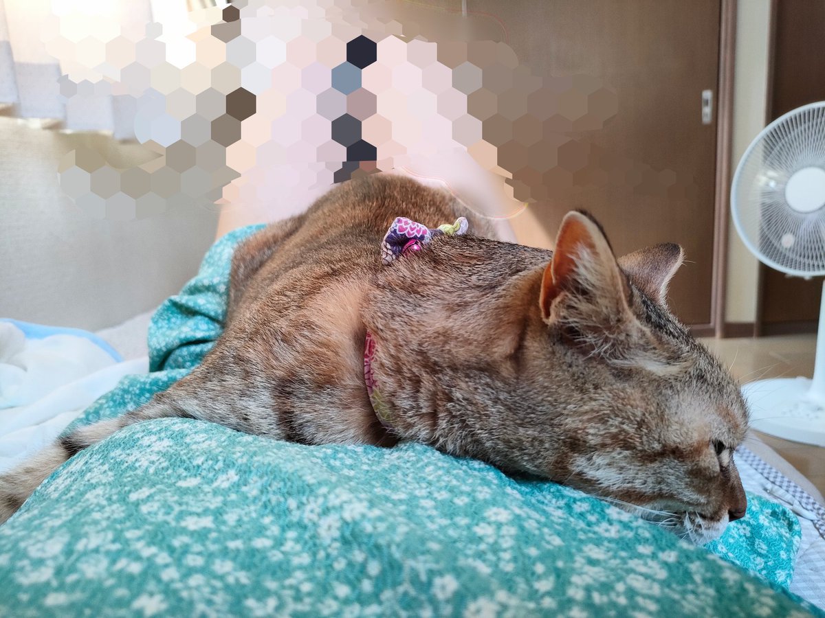 quiet__garden's tweet photo. 今朝ねこ https://t.co/OIQLrnoPv5