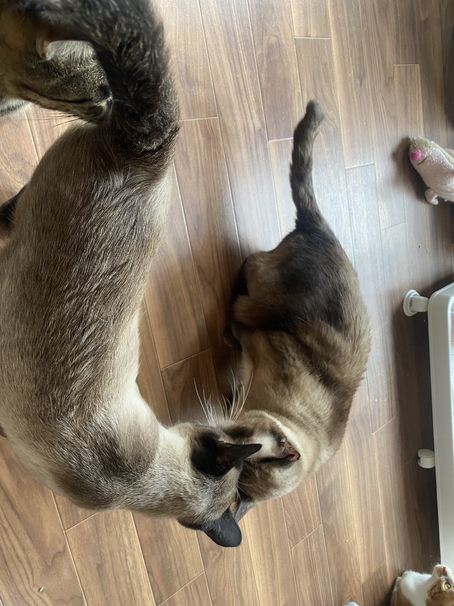 hogonekoroom's tweet photo. 猫がいっぱい入ってきてドタバタしてますが、こちらのシャム2匹は仲良くなりつつあります

小錦とブン🤎 https://t.co/7aAqxTKAaQ