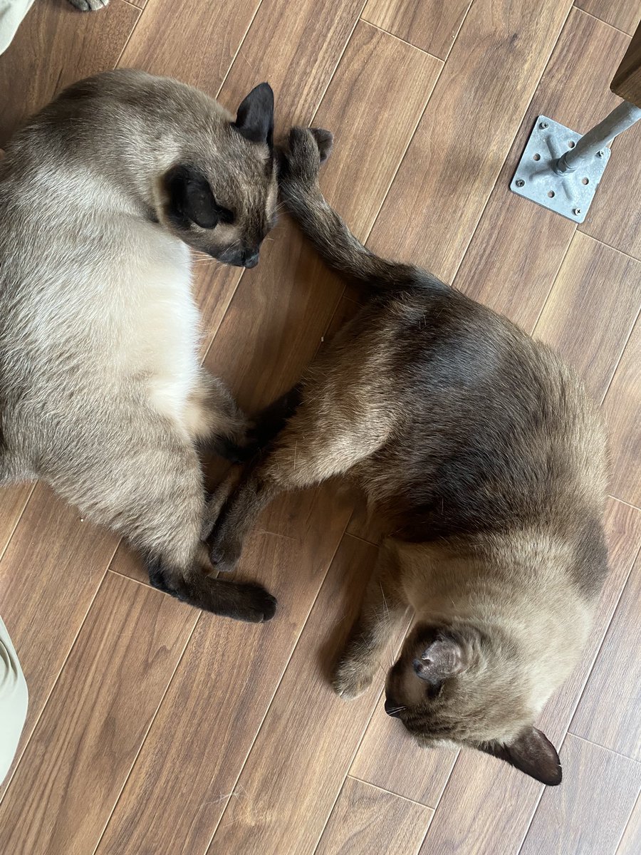 hogonekoroom's tweet photo. 猫がいっぱい入ってきてドタバタしてますが、こちらのシャム2匹は仲良くなりつつあります

小錦とブン🤎 https://t.co/7aAqxTKAaQ