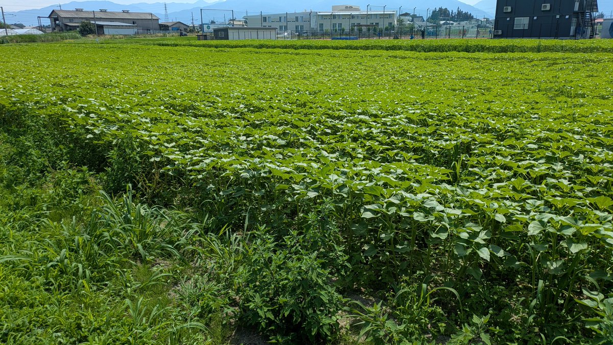 Ta2Ma2mt00141's tweet photo. 松本大学近くのひまわり畑の様子を見に🌻
まだまだ成長中でしたが一部夏を先取りしてる子らもいました https://t.co/iIOj0m7mvF