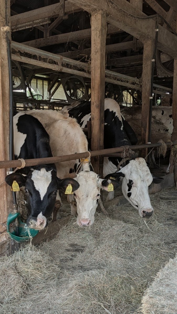 gr4gou's tweet photo. 金子牧場♪
ウシ🐮さん、ソフトクリームご馳走様でした！
https://t.co/v0zibNqeyR https://t.co/1mPuOfs1I8