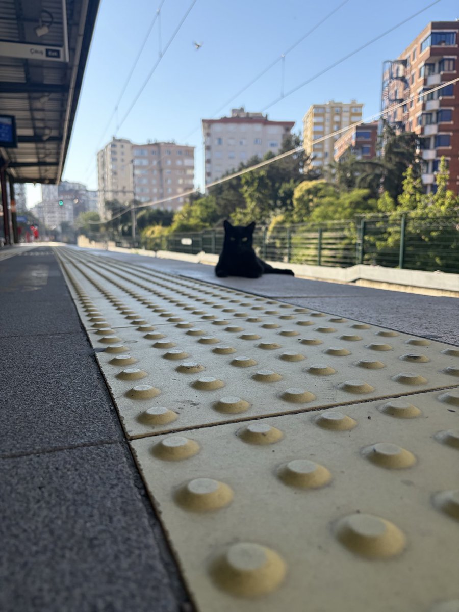 UEralan's tweet photo. Bir Kedi Gördüm Sanki.. (Günaydın) https://t.co/hy70DzU1Qr