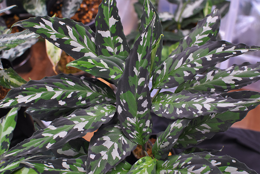 omiso_plants's tweet photo. Aglaonema pictum【LA0616-05】 https://t.co/5wCtQ6uPTT