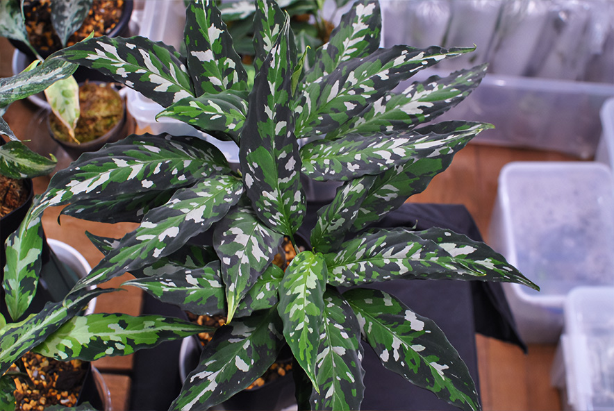 omiso_plants's tweet photo. Aglaonema pictum【LA0616-05】 https://t.co/5wCtQ6uPTT
