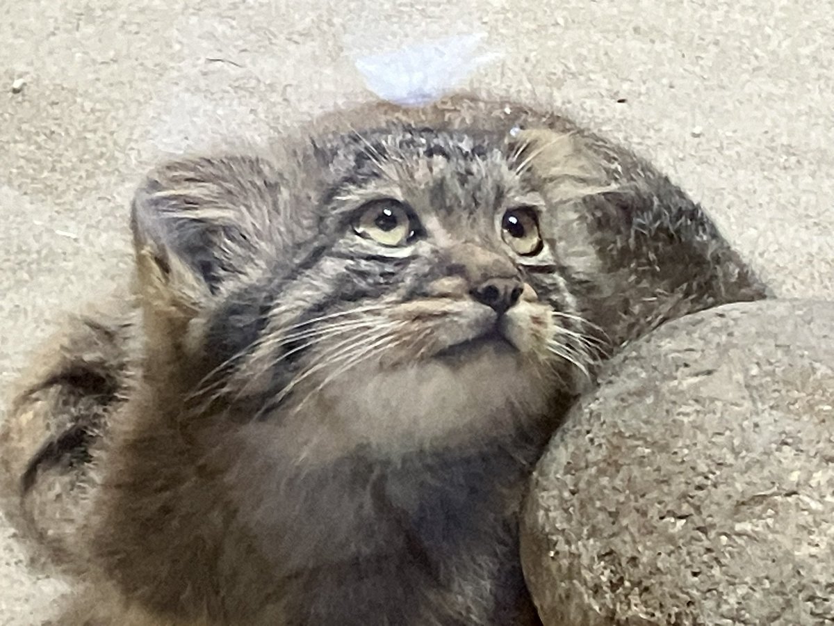 mitaka_doooon's tweet photo. 本日のマヌルネコです🐱

コマヌル時代のフィーガ王子、天使すぎる。

#マヌルネコ #フィーガ 
#上野動物園 https://t.co/PSH1gJNijX