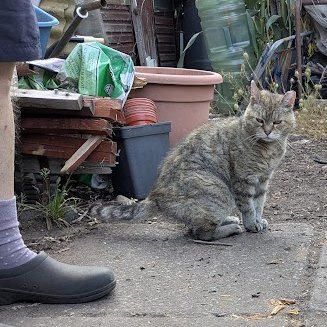 AllotmentCat's tweet photo. (Janet)

How are you getting on in this hot weather?

I know some humans (like Betty) really don't like it but it seems to suit others.

It doesn't bother me really. I have plenty of places that are shady so I spend time there.

Maurine is still hanging around.

Colin still sits with me while I eat my meals because he knows I'm nervous about Maurine.

I suppose I'll get used to him in time.

 What do you think?