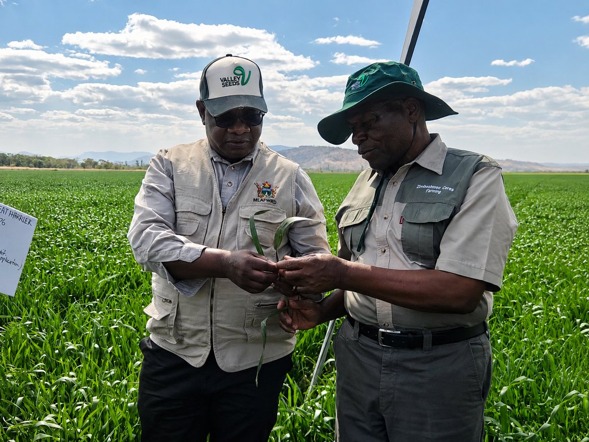 MoLAFWRD_Zim's tweet photo. Government has shifted its winter wheat strategy from expanding hectarage to maximising yields after farmers exceeded the 125 000ha planting target. During crop assessments at Ceres Farm in Shamva, Permanent Secretary Prof. Dr. Obert Jiri said focus is now on productivity through sound agronomy, reliable irrigation, fertiliser efficiency and pest control, with Zimbabwe targeting 662 500MT of wheat to strengthen food security and self-sufficiency.  @obertjiri
#FoodSecurity
 #WinterWhet