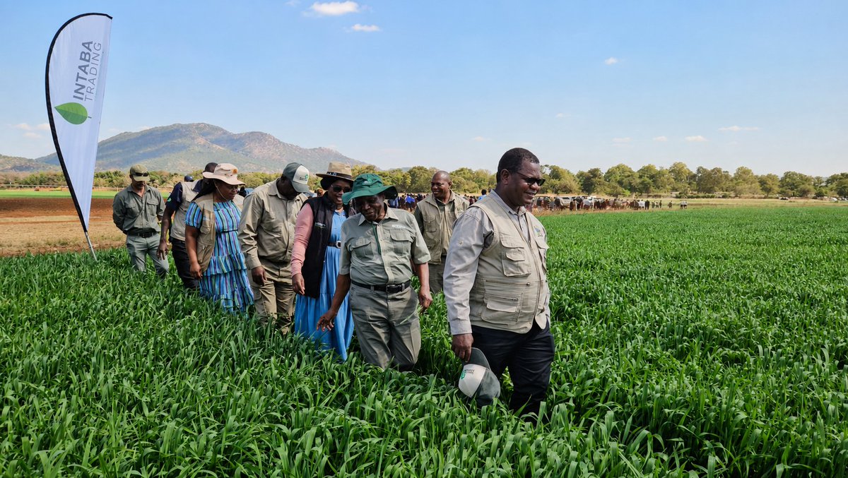 MoLAFWRD_Zim's tweet photo. Government has shifted its winter wheat strategy from expanding hectarage to maximising yields after farmers exceeded the 125 000ha planting target. During crop assessments at Ceres Farm in Shamva, Permanent Secretary Prof. Dr. Obert Jiri said focus is now on productivity through sound agronomy, reliable irrigation, fertiliser efficiency and pest control, with Zimbabwe targeting 662 500MT of wheat to strengthen food security and self-sufficiency.  @obertjiri
#FoodSecurity
 #WinterWhet
