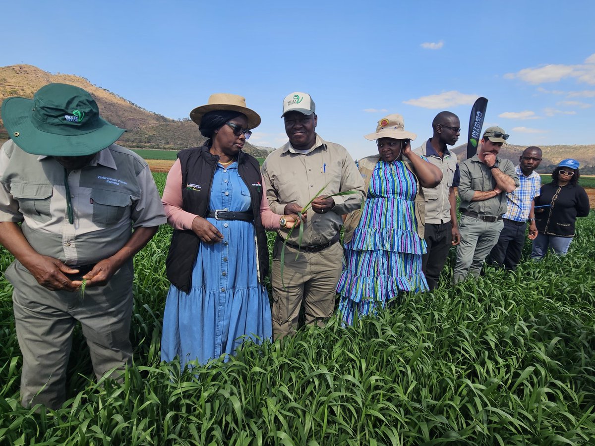 MoLAFWRD_Zim's tweet photo. Government has shifted its winter wheat strategy from expanding hectarage to maximising yields after farmers exceeded the 125 000ha planting target. During crop assessments at Ceres Farm in Shamva, Permanent Secretary Prof. Dr. Obert Jiri said focus is now on productivity through sound agronomy, reliable irrigation, fertiliser efficiency and pest control, with Zimbabwe targeting 662 500MT of wheat to strengthen food security and self-sufficiency.  @obertjiri
#FoodSecurity
 #WinterWhet