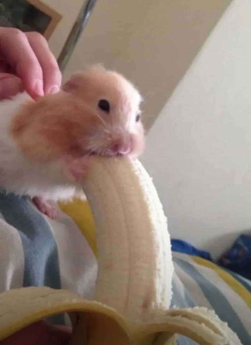 BigFatPickle7's tweet photo. How my gf describes it 😭✌️ https://t.co/H6wt49uXsl
