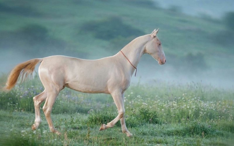 kazinform_eng's tweet photo. From beauty to power: #Horses that shattered #worldrecords and redefined #equine history
https://t.co/TVE2okpN2b
#horses
#Aqzhan
#recordbreaking
#WorldHorseDay https://t.co/TcA3pv7IxE