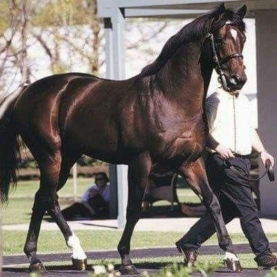 kazinform_eng's tweet photo. From beauty to power: #Horses that shattered #worldrecords and redefined #equine history
https://t.co/TVE2okpN2b
#horses
#Aqzhan
#recordbreaking
#WorldHorseDay https://t.co/TcA3pv7IxE