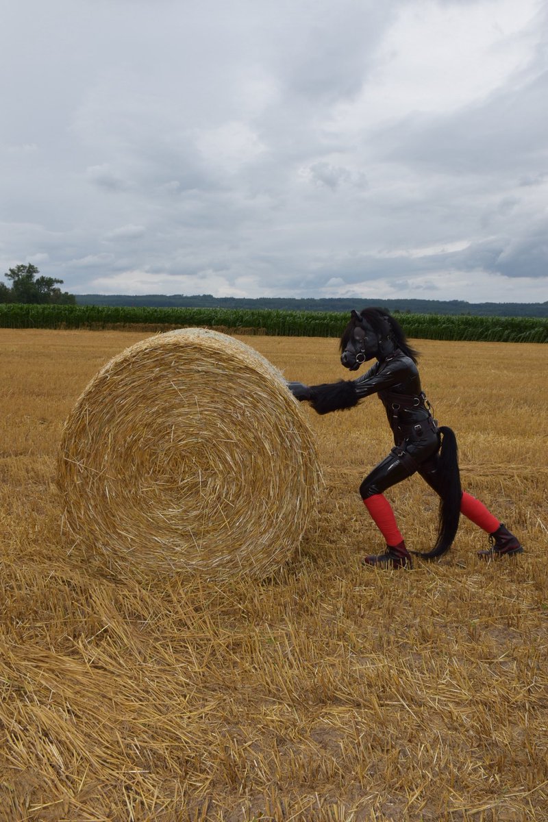 Akicita_01's tweet photo. When the farm life gets a bit too wild for the average horse.
Gear: @SignumEquus https://t.co/H6fLCqzQqr