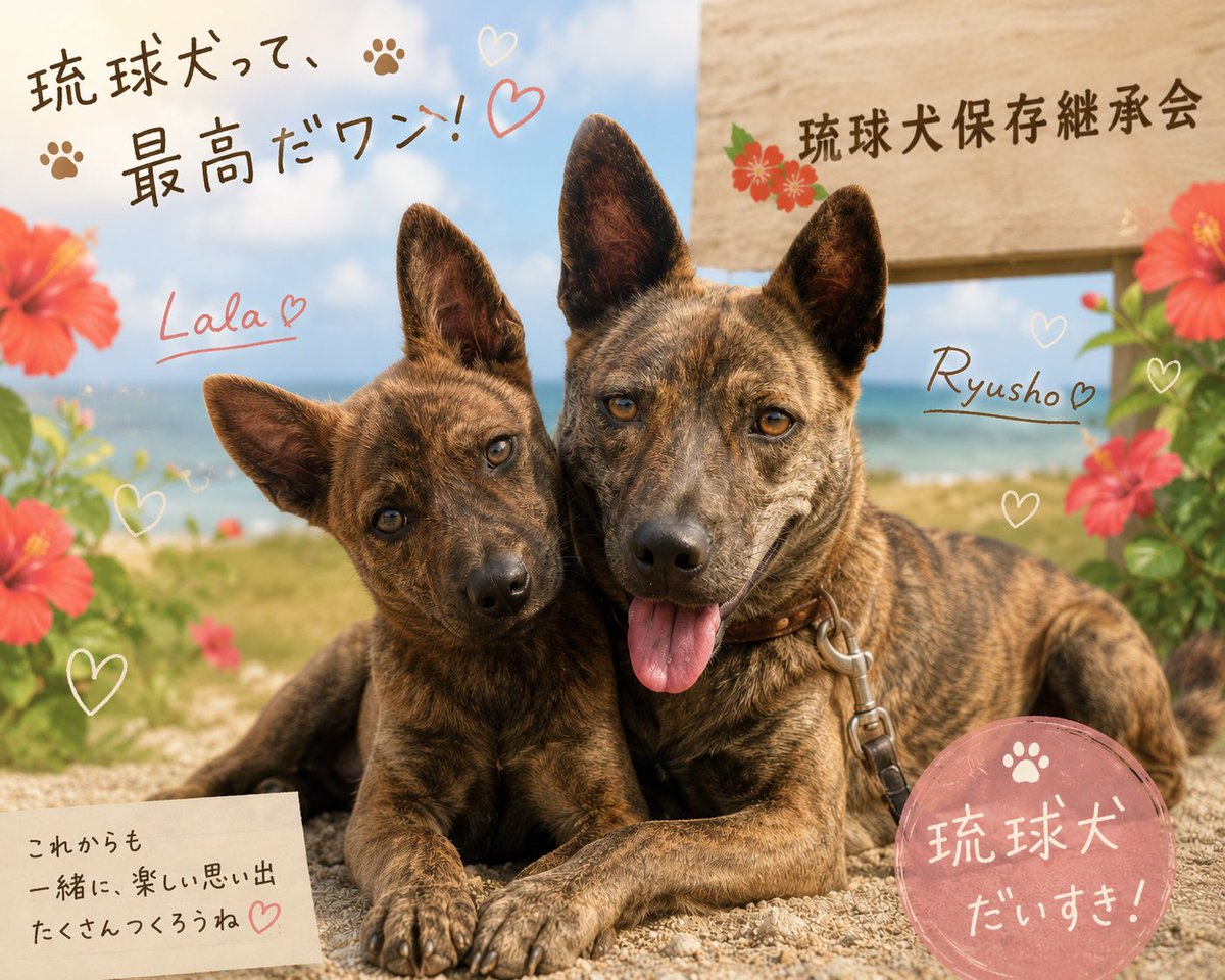 ryukyuinuhozon's tweet photo. 「守る」だけじゃなく、「未来へつなぐ」。

ララと琉翔。
この笑顔が、10年後、20年後も続くように。

琉球犬という沖縄の宝を、次の世代へ🐕🌺

一緒に応援していただけると嬉しいです✨

💚琉球犬保存継承会

#琉球犬保存継承会
#琉球犬
#沖縄
#okinawa
#ryukyuinu https://t.co/Dw0VEmIXjx