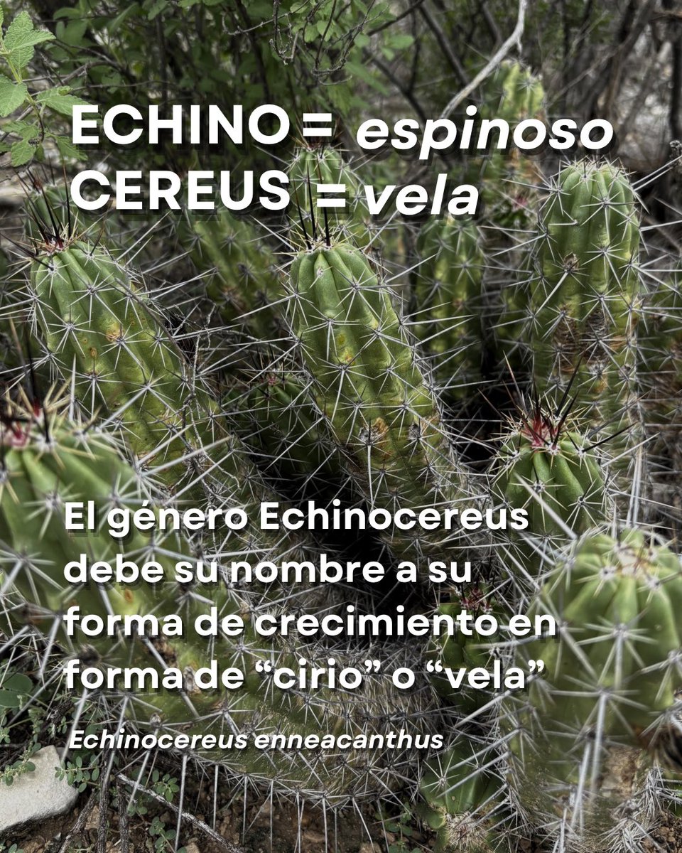 don_helecho tweet picture