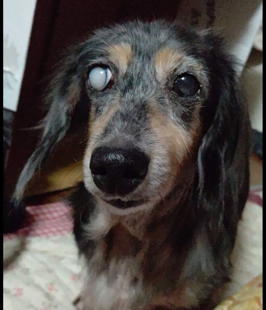 hirotti0507's tweet photo. 本日7月11日愛犬くくるちゃんの三回忌を迎えました🐶忘れもしません！くくるが麦わら帽子をかぶって立ち上がりこちらを向いてる夢を見て、パッと見が覚めたらお空に旅立ってました🥲抱きしめるとまだ温かかったです～あれから3年経ちます。お空で友達と仲良く遊んでいる事でしょう🐶🌈 https://t.co/YrV7mWxZfC