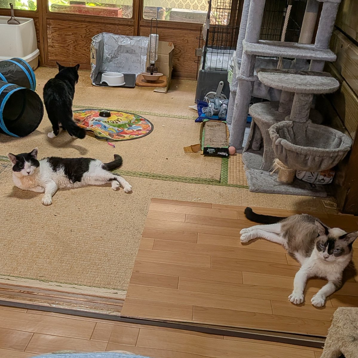 ria_cat13's tweet photo. 1つのクッションに集まってるニャンズと絶妙な距離感のニャンズ達🤣⁡
⁡⁡
⁡みんなそれぞれ違っていて、そこもまた可愛いです🤭 ⁡ https://t.co/x7a3207PV0