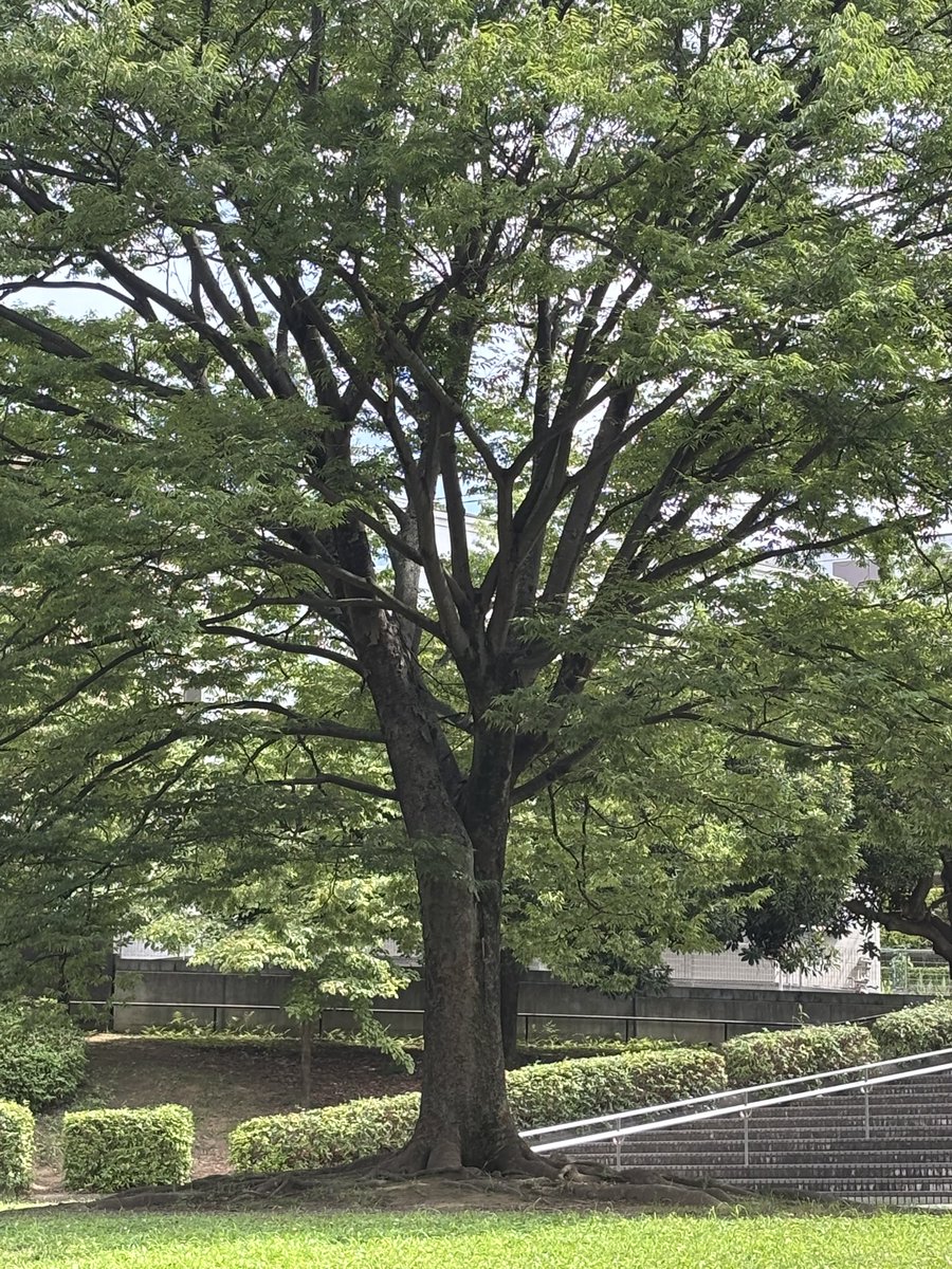 runra011's tweet photo. でかい木　背景写らない様に見切れで撮ったけどほまにでかい木
ありがてえ〜 https://t.co/ANriPHkiqt