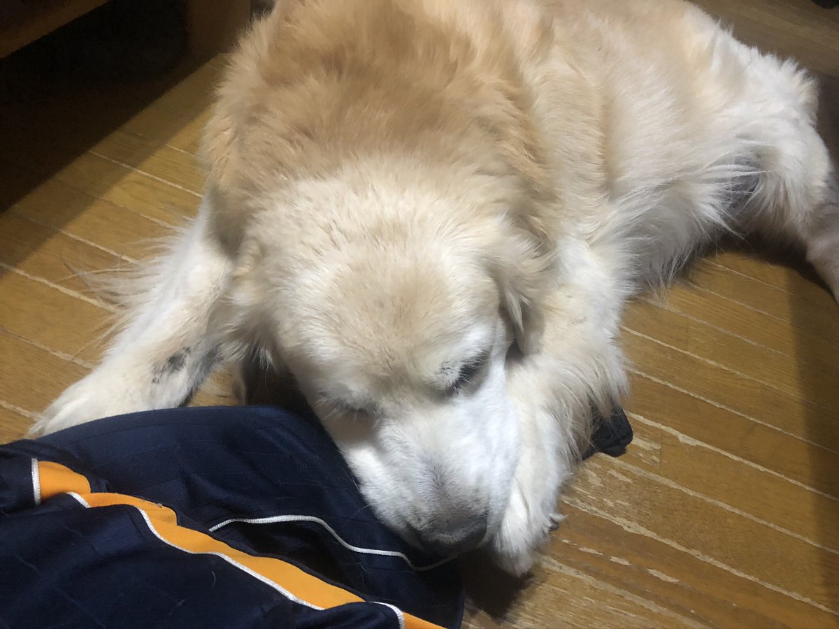tp_falcon's tweet photo. #これを見た人は自分のスマホで最も古い写真を公開しなさい

うちの亡くなった愛犬（アラン）
6cm超えのミヤマクワガタ

#ゴールデンレトリバー
#ミヤマクワガタ https://t.co/sAZxWZHr9O