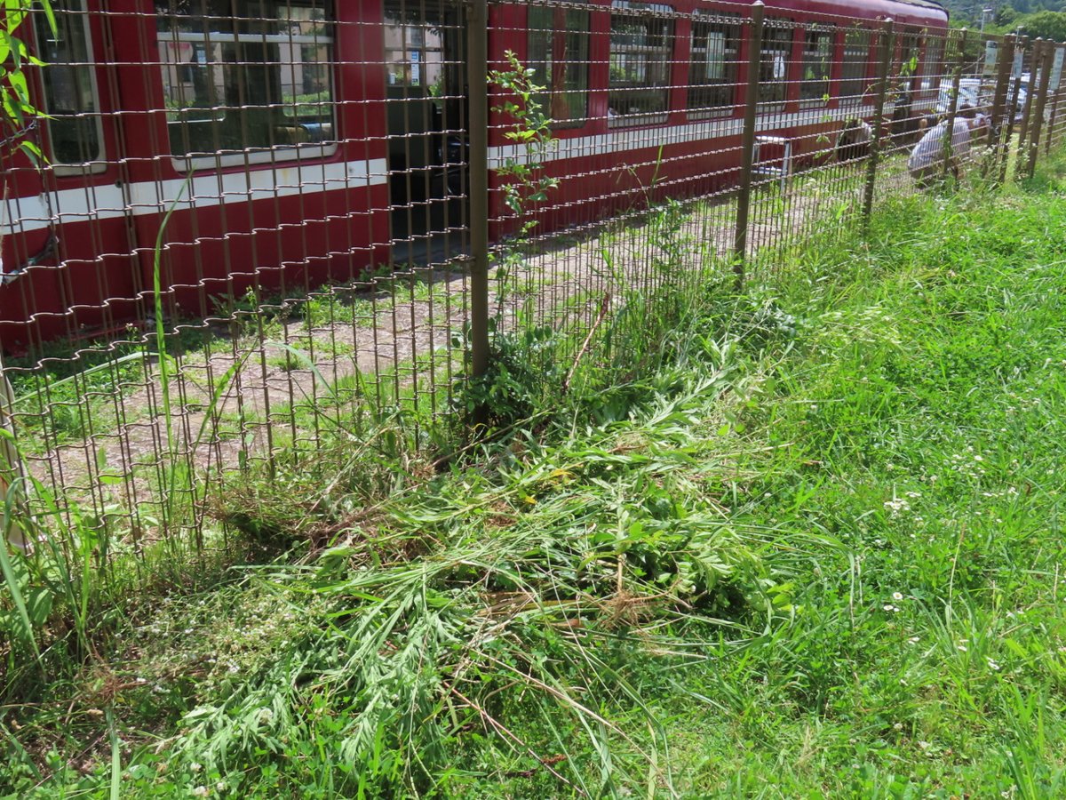 601_KHK's tweet photo. 草ボーボーなので総がかりで草刈りしてます https://t.co/ujszM0rxli