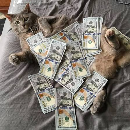 unclecoco's tweet photo. cash-cat:native will retire your bloodline https://t.co/bQt9Jl4ADU