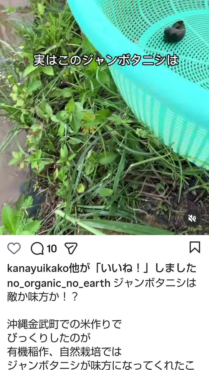 plus76820789's tweet photo. #金武町 田んぼにジャンボタニシ撒いてるフラーがいます‼️ 反ワクで有機推進の元糸満市議も関わってます‼️
https://t.co/IXL5p2Gx0h
県内の耕作放棄地を水田にする活動をしてるため、金武町以外の圃場にもジャンボタニシが広まるおそれがあります‼️

どうにかしてください😭
@shimajiriaiko https://t.co/iHrxonNbRI
