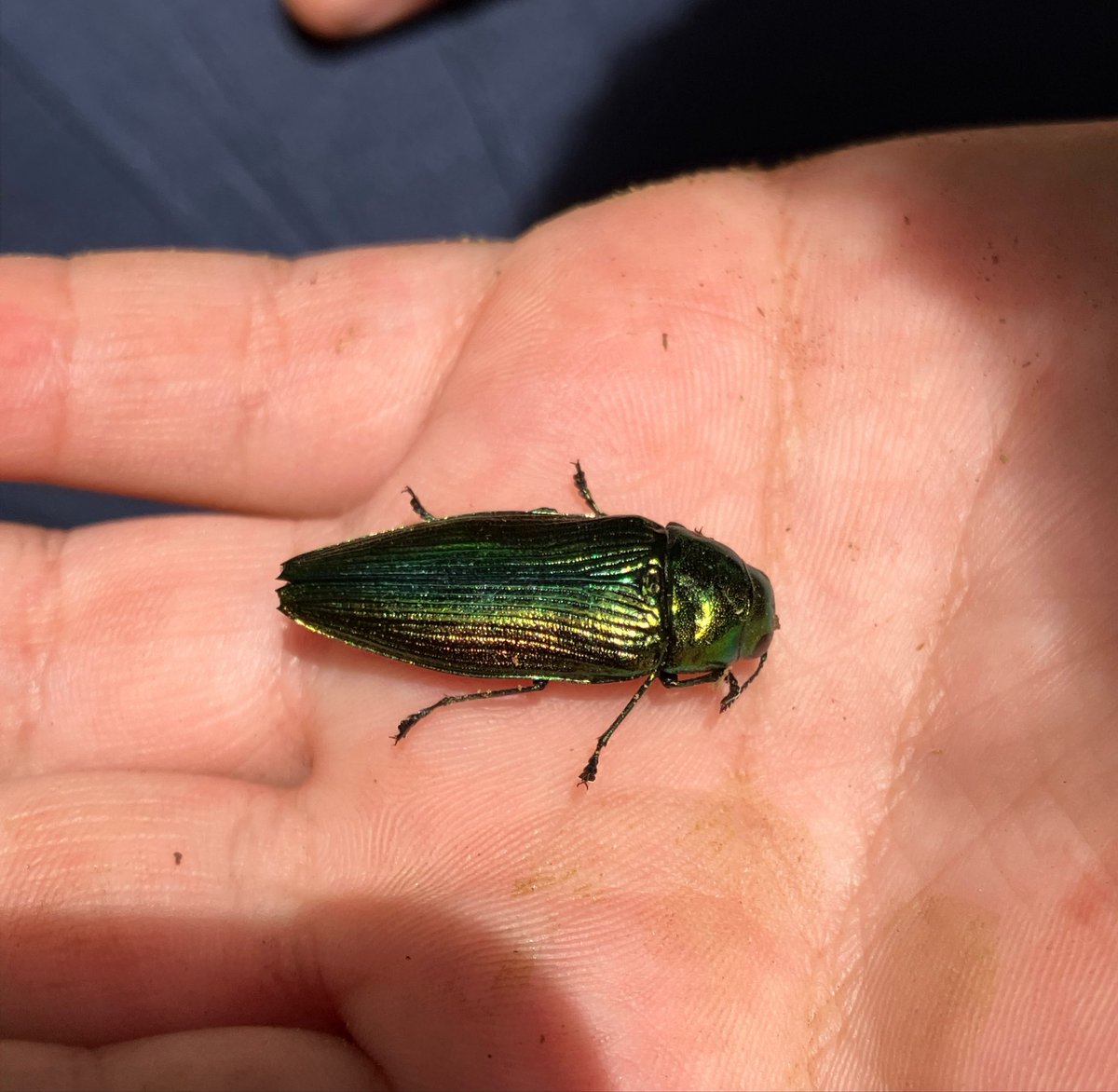 kanata_insect's tweet photo. アオタマムシ採集でした。
2匹採れました！
キラキラしてとてもきれいです。
うれしいです！ https://t.co/y3qg7L0I7K